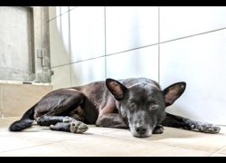 新竹縣動物保護教育園區,編號:467802, 混種犬          