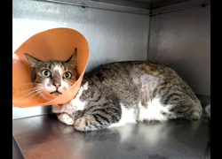 新竹縣動物保護教育園區,編號:467848, 混種貓                 