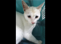 宜蘭縣流浪動物中途之家,編號:467849, 混種貓                 