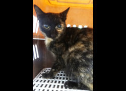 宜蘭縣流浪動物中途之家,編號:467850, 混種貓                 