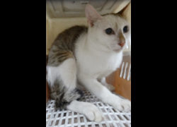宜蘭縣流浪動物中途之家,編號:467854, 混種貓                 