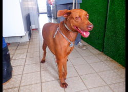南投縣公立動物收容所,編號:467857, 混種犬          