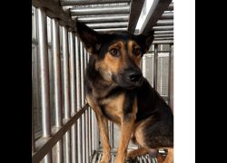澎湖縣流浪動物收容中心,編號:464959, 混種犬          