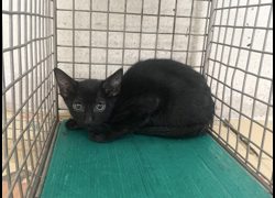 臺北市動物之家,編號:467870, 混種貓                 