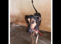 澎湖縣流浪動物收容中心,編號:467746, 混種犬          