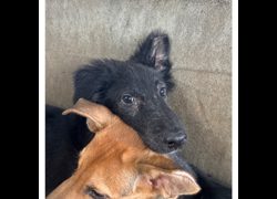 澎湖縣流浪動物收容中心,編號:453633, 混種犬          