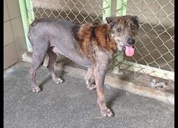 高雄市燕巢動物保護關愛園區,編號:467872, 混種犬          