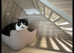桃園市動物保護教育園區,編號:467874, 英國短毛貓               