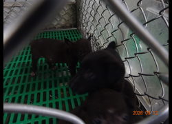 臺東縣動物收容中心,編號:467887, 混種犬          