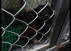 臺東縣動物收容中心,編號:467890, 混種犬          