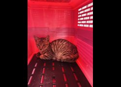 臺南市動物之家善化站,編號:467893, 混種貓                 