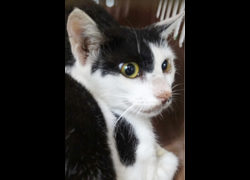 宜蘭縣流浪動物中途之家,編號:467852, 混種貓                 