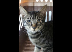 宜蘭縣流浪動物中途之家,編號:467853, 混種貓                 