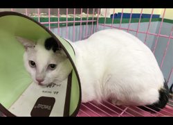 臺南市動物之家灣裡站,編號:467899, 混種貓                 