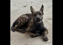 彰化縣流浪狗中途之家臨時收容所,編號:467904, 混種犬          