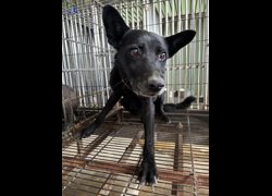 彰化縣流浪狗中途之家臨時收容所,編號:467905, 混種犬          