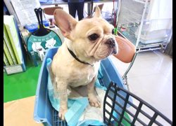 高雄市壽山動物保護教育園區,編號:467922, 法國鬥牛犬