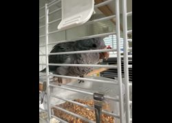 臺南市動物之家善化站,編號:467935, 和尚鸚鵡