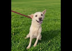 新北市板橋區公立動物之家,編號:467937, 混種犬          