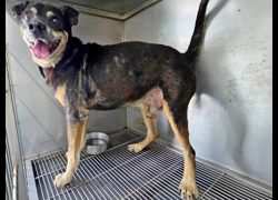 臺北市動物之家,編號:467962, 混種犬          