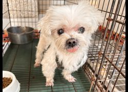 高雄市壽山動物保護教育園區,編號:467974, 瑪爾濟斯犬           