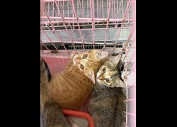 臺東縣動物收容中心,編號:467973, 混種貓                 