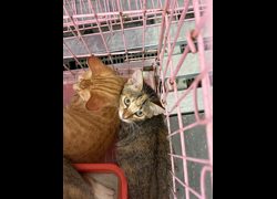 臺東縣動物收容中心,編號:467975, 混種貓                 
