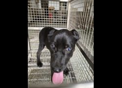 臺南市動物之家善化站,編號:467978, 混種犬          