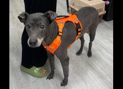 新北市五股區公立動物之家,編號:467979, 混種犬          
