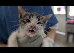 臺北市動物之家,編號:467981, 混種貓                 