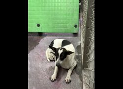 臺東縣動物收容中心,編號:467984, 混種犬          