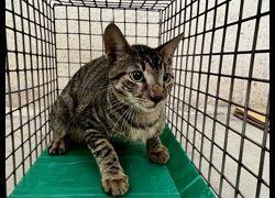 臺北市動物之家,編號:467986, 混種貓                 