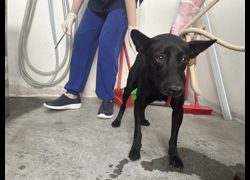 臺北市動物之家,編號:467988, 混種犬          
