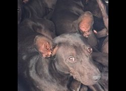 基隆市寵物銀行,編號:467990, 混種犬          