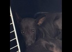 基隆市寵物銀行,編號:467991, 混種犬          