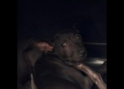 基隆市寵物銀行,編號:467992, 混種犬          