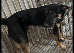 彰化縣流浪狗中途之家臨時收容所,編號:468000, 混種犬          