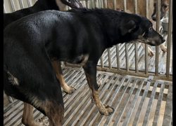 彰化縣流浪狗中途之家臨時收容所,編號:468002, 混種犬          
