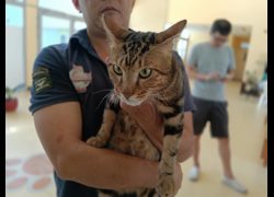 新竹市動物保護教育園區,編號:468031, 混種貓                 