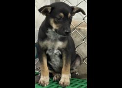 臺東縣動物收容中心,編號:468042, 混種犬          