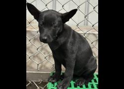 臺東縣動物收容中心,編號:468044, 混種犬          