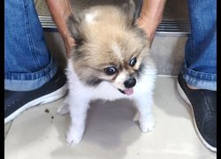 高雄市壽山動物保護教育園區,編號:468047, 博美犬         