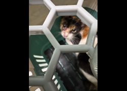 臺南市動物之家善化站,編號:468050, 混種貓                 
