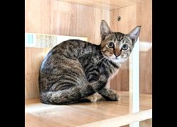 新竹縣動物保護教育園區,編號:468027, 混種貓                 