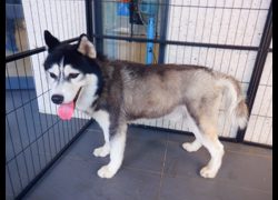 南投縣公立動物收容所,編號:468066, 哈士奇(西伯利亞雪橇犬)