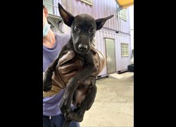 彰化縣流浪狗中途之家臨時收容所,編號:468079, 混種犬          