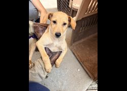 彰化縣流浪狗中途之家臨時收容所,編號:468082, 混種犬          