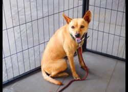 南投縣公立動物收容所,編號:468088, 混種犬          