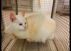 南投縣公立動物收容所,編號:468091, 混種貓                 