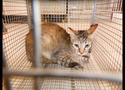 南投縣公立動物收容所,編號:468095, 混種貓                 
